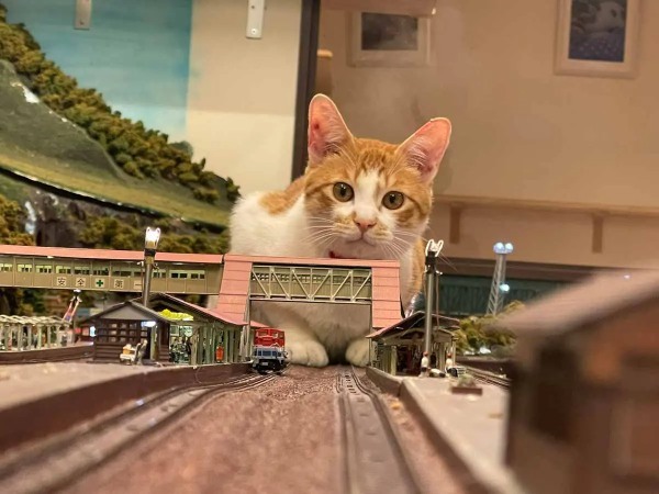 鉄道模型ジオラマを歩く保護猫たち　大阪の「ジオラマ食堂 てつどうかん」