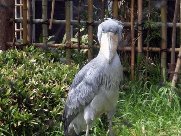 動物園の隠れた人気者ハシビロコウ！動かないのには理由があった！！