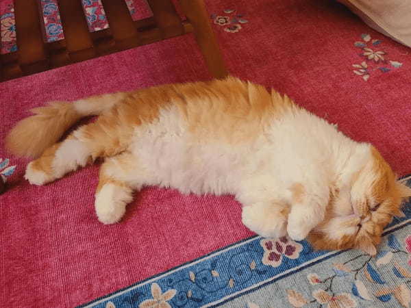 音がしたので降りてきたんですけど　猫の寝ぼけまなこが尊い