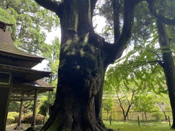 平成初期に流行した人面魚は今どうしているのか調べてみました。
