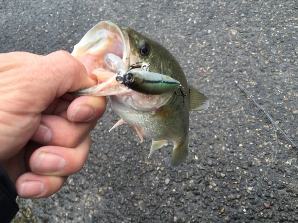 バス釣りの時期と時間帯とは？季節ごとに時間帯などのポイントをご紹介！