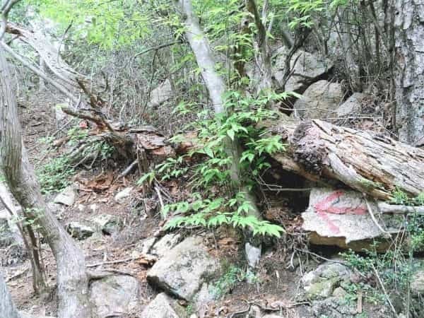 甲山「鷲林寺」のさらに奥、「観音山」の絶景を見にいってみた【にしつーアウトドア】