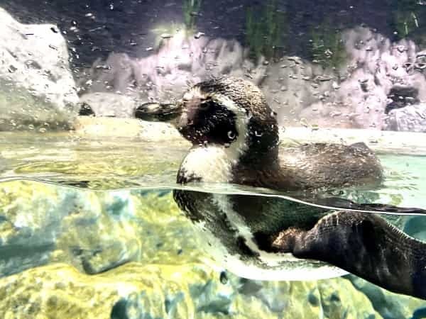 【連載】沖縄空港から一番近水族館！DMMかりゆし水族館最新技術がすごい！