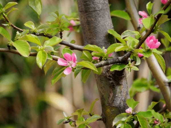 花梨の花言葉はなに？縁起物として昔から庭木にされる花梨は梨とは無関係だった