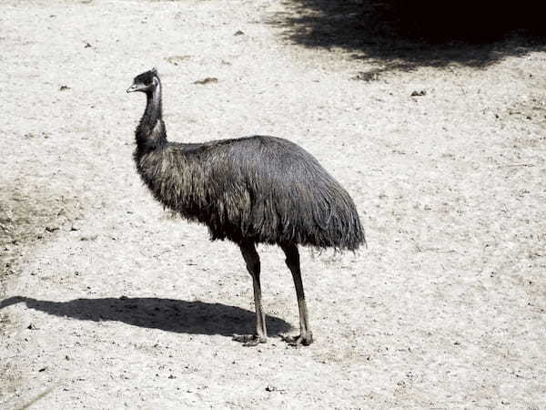 なぜ鳥は空を飛べるのか？「飛翔の科学」