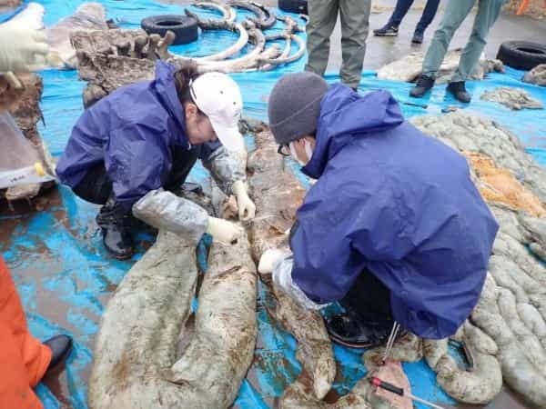 【衝撃】クジラの胃から見つかる大量のプラごみ。海獣学者が危惧する生態系破壊