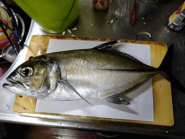 【連載】釣って食べるシリーズ！今回はマツカサの蒲焼。おまけのほうがすごい！