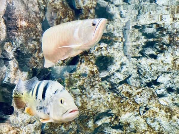 【連載】沖縄空港から一番近水族館！DMMかりゆし水族館最新技術がすごい！