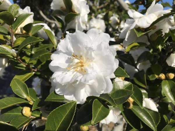 アザレアとはどんな花？その花言葉は浪費家や大酒飲みに贈りたくなるものなのです！！