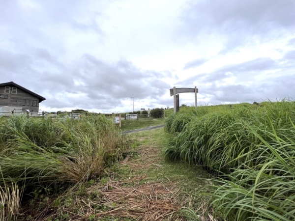 【阿蘇市】期間限定！自然の巨大迷路「すすきの迷路」で本気で迷子になった。