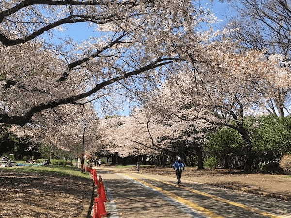 駒沢公園での自転車練習ガイド！親子向けのコース情報や貸出料金もご紹介！