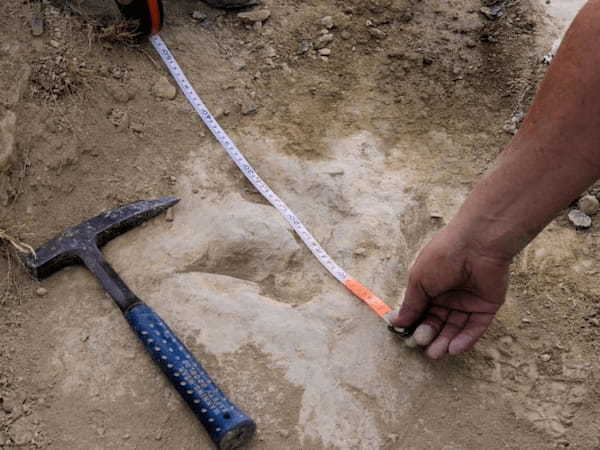 自動車と同レベルの「俊足の恐竜」を示す足跡が発見される