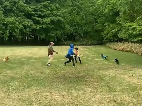 見事な連携！走り回る柴犬＆リードをさばく飼い主たちに「パフォーマンス集団みたい」