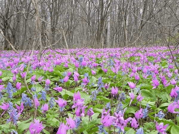 【北海道】突哨山（とっしょうざん）で春の妖精たちに出逢った