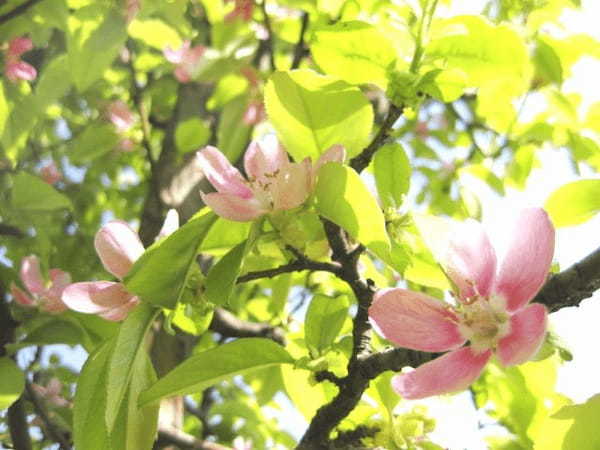 花梨の花言葉はなに？縁起物として昔から庭木にされる花梨は梨とは無関係だった