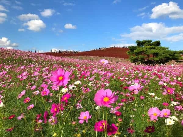 全国の美しいコスモス畑24選｜東北から九州まで各地の名所をピックアップ【2022年】