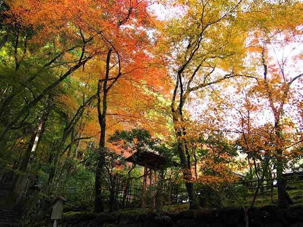 京都の紅葉といえば三尾三山！神護寺・西明寺・高山寺