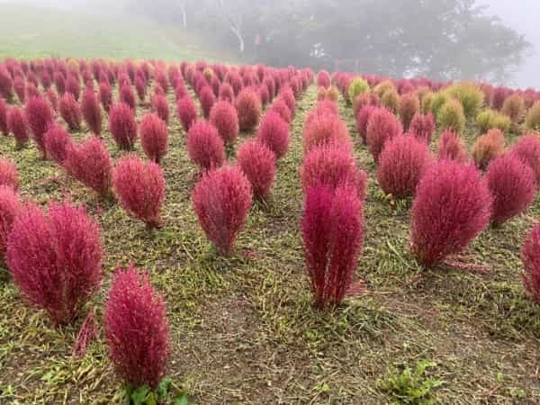 【新潟・長野】夏のオアシス！おすすめの絶景3選とグルメ4選をご紹介！～涼景大周遊～