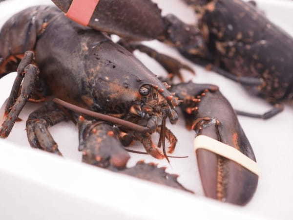 伊勢海老とロブスターはどちらも高級食材だけど・・違いは一目瞭然？！味の違いは？値段が高いのはどっち？