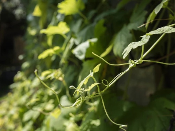 日よけに向いてる植物は？おしゃれで快適なグリーンカーテンの作り方をご紹介！