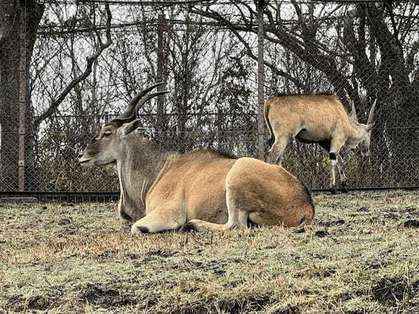 約48年ぶりの訪問！「九州自然動物公園アフリカンサファリ」園内レポート