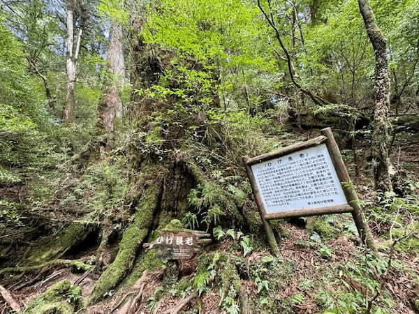 【鹿児島】ヤクスギランドは誰でも気軽に行ける自然植物園