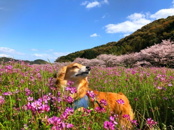 高知県で愛犬とおでかけ！気軽に立ち寄れるカフェやペットと泊まれる宿を愛犬家目線でピックアップ