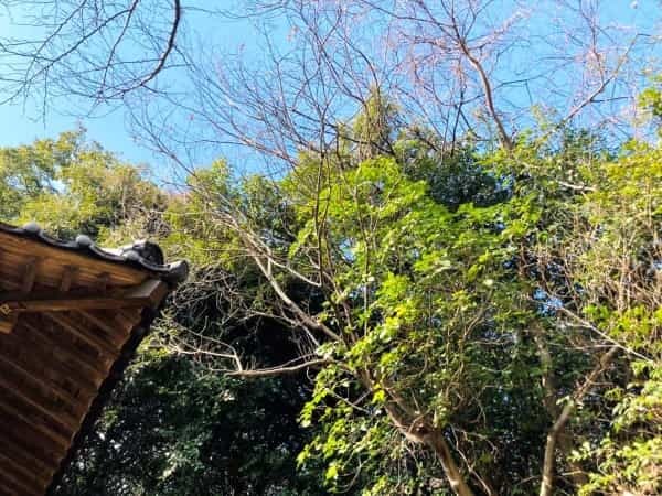 【熊本の無人神社】西区を一望できる「下松尾八幡宮」