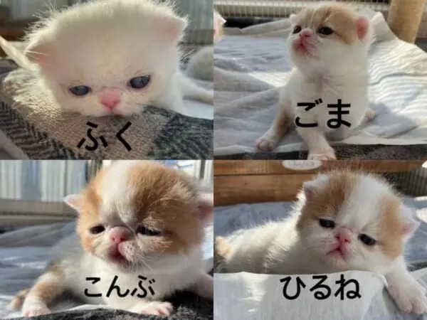 子猫のごはんの取り合い対策に！「一蘭」の味集中カウンター方式を採用