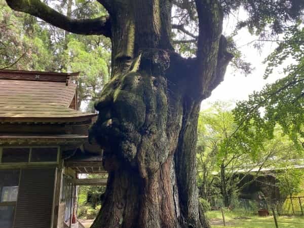 平成初期に流行した人面魚は今どうしているのか調べてみました。