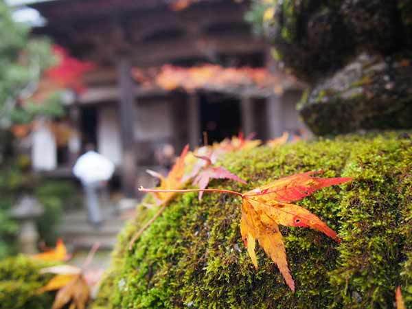 京都の紅葉といえば三尾三山！神護寺・西明寺・高山寺
