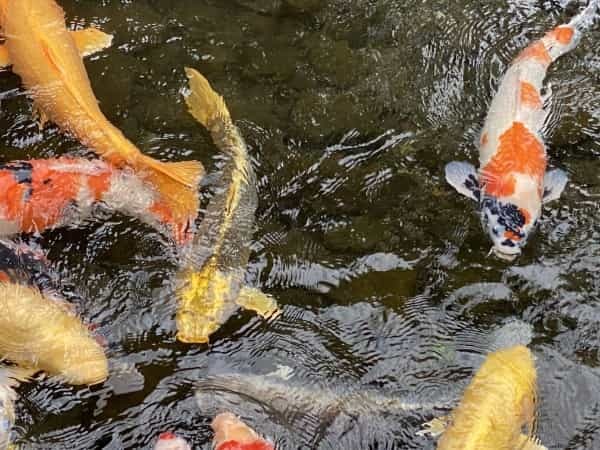 平成初期に流行した人面魚は今どうしているのか調べてみました。