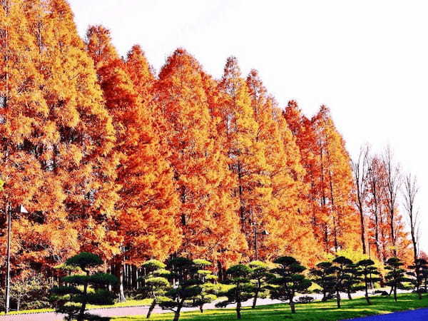 劇的な紅色に染まる葉と花、空。 晩秋・初冬は葛飾区水元公園に行こう！