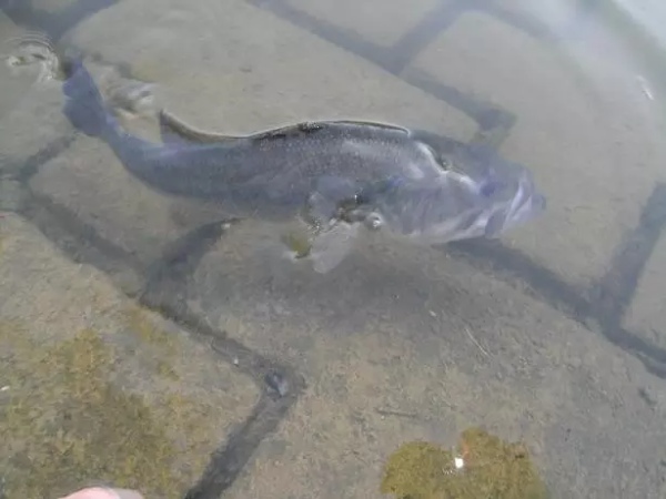 バス釣りの時期と時間帯とは？季節ごとに時間帯などのポイントをご紹介！