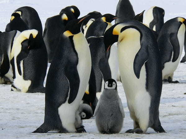 「人鳥」と書いてなんて読む？それは、南極などに生息する動物園や水族館のあの人気者です！！