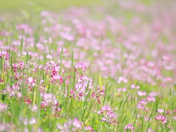 レンゲソウの花言葉は?その由来は姿かたちや効能にあるとも