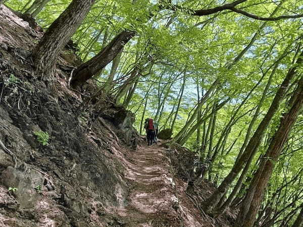 【鬼滅ファンに人気の聖地】東京都最高峰の百名山『雲取山』に新緑登山2024！！