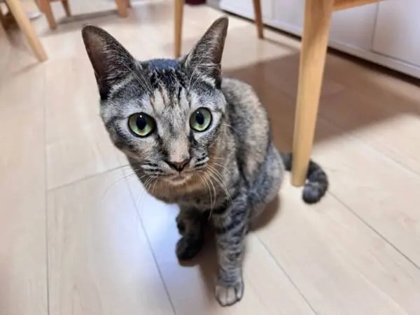 「ご飯まだかにゃ？」空腹時に飼い主の膝上で無言の圧を掛けてくる猫さん