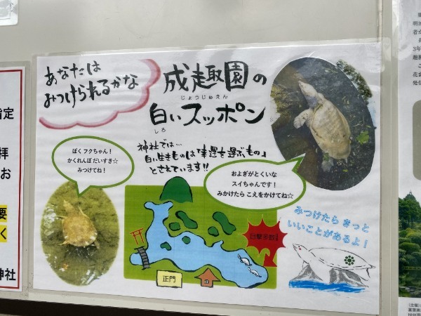 平成初期に流行した人面魚は今どうしているのか調べてみました。