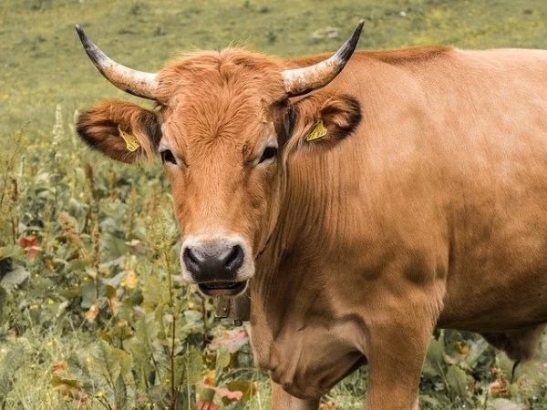 ダイエット中こそお肉を食すべし！その理由と人気の種類や部位を比較してご紹介！