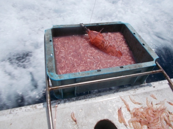 イサキ 船釣り特集｜船から狙うコマセ釣りの方法とコツを釣行レポート！