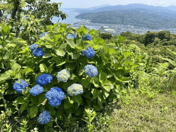 【天草市】桜だけじゃない絶景スポット！十万山公園