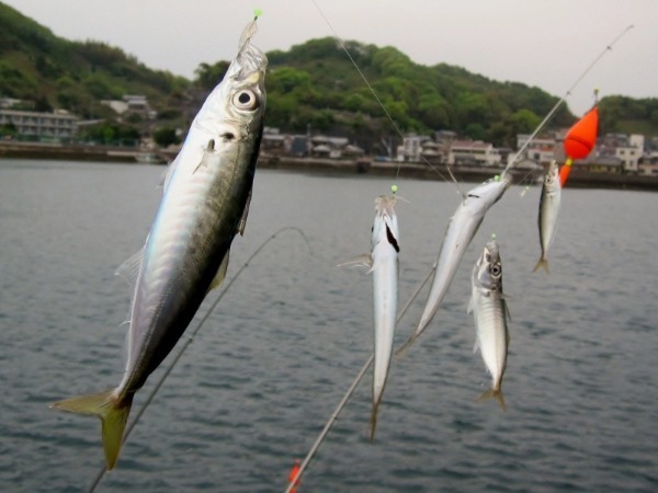 アジ釣りの時期とは？　時間帯や季節・シーズンやおすすめポイントまで！