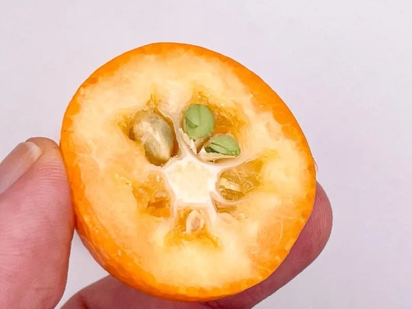 たまたまの最高峰「たまたまエクセレント」買ってみた 完熟きんかん上位約3%の高級品