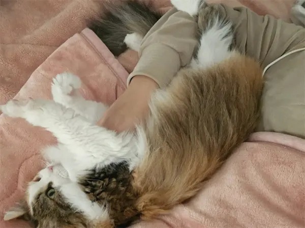 足の指まで開いてエアふみふみ　飼い主との2人きりの時間を満喫する猫