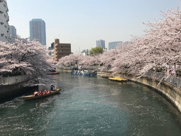 川沿いの桜を江戸風情溢れる和船で満喫「第19回 お江戸深川さくらまつり」3月18日から開催