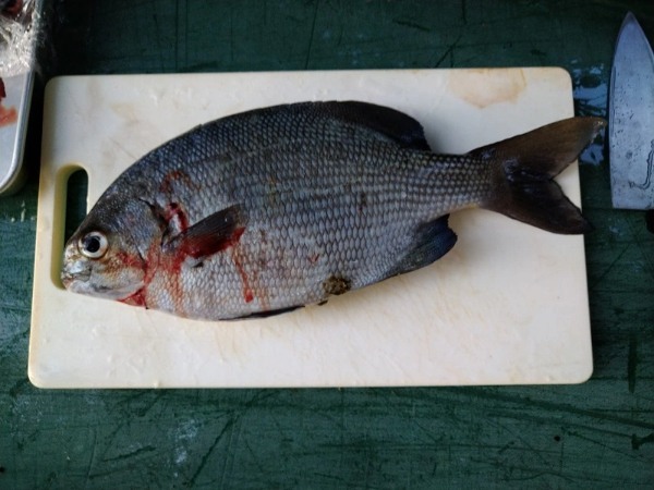 【連載】釣って食べるシリーズ第17弾！勇者kuma10ついにあの魚を！