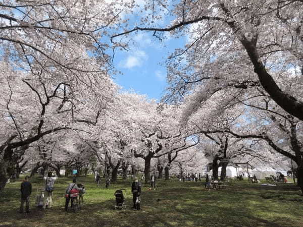 手ぶらでバーベキューができる小金井公園！都心からのアクセス◎で気軽に楽しめる！