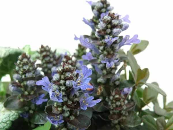 ガーデニング初心者におすすめな植えっぱなしOKな育てやすい花13選！