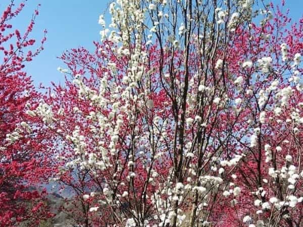 【お花見登山】桜満開のお伊勢山から岩殿山を縦走する日帰り山旅